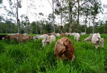 La implementación de sistemas silvopastoriles está contribuyendo a que la ganadería sea más limpia y amigable con los ecosistemas. Foto: CEG. Ganadería Sostenible, ganadería antioquia, ganaderos de antioquia, gobernación de antioquia, jaime garzón araque, silvopastoriles en antioquia, ganadería colombia, ganaderia sostenible, noticias ganaderas colombia, producción amigable con el ambiente