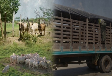 Las autoridades han advertido sobre el incremento del abigeato en época decembrina. FOTO: CONtexto Ganadero Abigeato diciembre 2017, sacrificio clandestino diciembre 2017, abigeato Guajira, abigeato tolima, abigeato Cundinamarca, sacrificio clandestino, sacrificio clandestino ganaderos Colombia, acciones contra sacrificio clandestino ganaderos Colombia, acciones contra abigeato Colombia, ganadería colombia, CONtexto ganadero, noticias ganaderas colombia