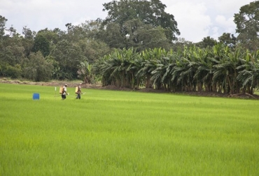 Los cultivadores del grano tienen que sembrar 100 mil hectáreas para el próximo año. Foto: La Opinión. norte de santander, arroz, arroceros, norte de santander, colombia siembra, siembra colombia, ganadería colombia, coganor, comité de ganaderos de norte de santander, andrés hoyos arenas, contexto ganadero, ganadería colombia, contexto ganadero