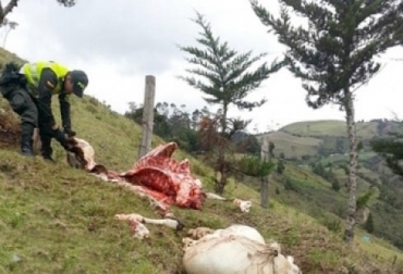 “Recibo el reporte constante de abigeato y hurtan entre una y tres reses, pero nos afecta más el carneo”, dijo Lucelly Muñoz. Foto: lavozdelaregion.co Abigeato, robo de ganado, departamento del Huila, municipio de Santana, carneo, Palermo, campoalegre, ejército, Policía Nacional, acciones de prevención, CONtexto Ganadero, noticias de ganadería colombiana.