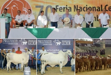 El evento premió a ejemplares de las haciendas El Empedrado y La Judea. Foto: facebook.com/pg/Asocebucolombia Asocebú, 70 Feria Nacional Cebú, Feria Nacional Cebú, Pereira Feria Asocebú, feria nacional cebú pereira, Asocebú colombia, pereira ganadería, ganadería colombia, Asociación Angus Brangus Colombia, Brangus, CONtexto ganadero, noticias ganaderas colombia