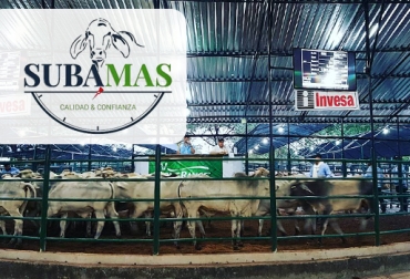 Subamas es un espacio para comercializar ganados en Magangué, que ya cuenta con sitio y logo. Foto: Cortesía Subamas, Subasta Magangué, Subasta Bolívar, comercio ganado Bolívar, comercio ganado Magangué, Cooperativa de Mercado Cárnico del Sur en Bolívar, Comercasur, Subasta Magangué 2017, subastas Bolívar 2017, subastas, venta de ganado, subasta de ganado, ganadería, noticias ganaderas colombia, contexto ganadero, ganaderos Colombia