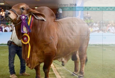 En el segundo mes de 2018, se harán 3 importantes eventos pecuarios. Foto: iCalendario - Diario del Huila Eventos ganaderos febrero 2018, eventos ganaderos de 2018, ferias ganaderas de 2018, Expo Malocas 2018, Ferias ganaderas Colombia noviembre 2018, ferias ganaderas Colombia 2018, ferias ganaderas febrero 2018, ferias, Ferias Ganaderas, ferias Colombia, Eventos ganaderos, eventos ganaderos colombia, CONtexto ganadero, ganaderos Colombia, ganaderia Colombia, noticias ganaderas Colombia