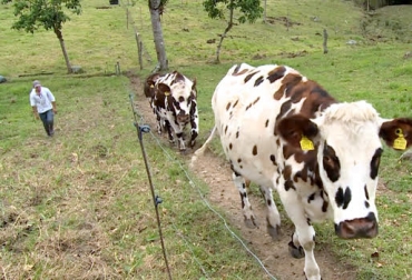 “Ganaderías que producían altos volúmenes de leche en los municipios de Granada y Pasca, cerraron sus puertas”, Iván Darío Cruz. Foto: tvagro.tv Provincia del Sumapaz, ganaderías lecheras abandonan el negocio, Municipios de Granada y Pasca, factor financiero, precios no dan con los costos, región multifactorial, alturas de 400 metros y de 1.800 sobre el nivel del mar, CONtexto Ganadero, noticias de ganadería colombiana.