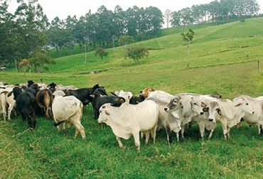 Según el presidente del comité en Magdalena, las condiciones climáticas han sido estables y hay abundancia de comida. Foto: Agricultura de las Américas Ganaderos Magdalena 2018, Banco de Maquinaria Magdalena, ganaderos magdalena, Preocupaciones ganaderos Magdalena, ganaderos Magdalena enero 2018, ganaderos Magdalena maquinaria enero 2018, Afectaciones verano 2018 ganadería Magdalena, arreglo de reservorios de agua, CONtexto ganadero, ganaderos colombia, noticias ganaderas colombia