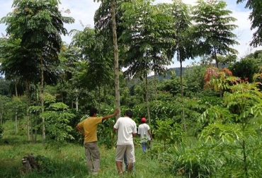 Para tal iniciativa se destinarán $13 mil millones. Foto: infobosques.com. reforestar, reforestación caldas, árboles caldas, corpocaldas, gobernación de caldas, caficultores caldas, protección cuencas, ganadería sostenible, ganadería colombia, noticias ganaderas colombia, contexto ganadero