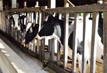 La iniciativa permitió que los ganaderos pasaran de producir 3 a 9 litros de leche. Foto: Gobernación del Cauca. ganadería del cauca, atraso ganadería del cauca, conglomerado ganadero caucano, Fundación Alpina, Gobernación del Cauca, secretaría de agricultura y desarrollo rural del cauca, Comité de Ganaderos del Cauca, aumento producción leche cauca, aumento capacidad de carga en cauca, Ganadería, ganadería colombia, noticias ganaderas colombia, CONtexto ganadero