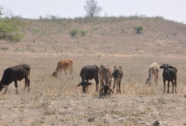 “Ante la deficiente nutrición, descarté vacas y las pagaron a precios muy bajos”, afirmó Zulilda Villareal. Foto: elpilon.com.co Sequía y escasez de comida en el Cesar, bovinos se mueren de hambre en Codazzi, ganaderos expresas difícil situación, precios y producción deprimidos, CONtexto Ganadero, noticias de ganadería colombiana.