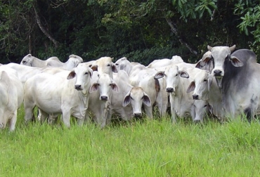 Actualmente hay 174 predios dedicados a la ganadería de carne que cuentan con certificación en BPG. Foto: monteriaradio38grados.com BPG Ganaderías Carne Colombia, Ganaderos Colombia certificación BPG, certificación Buenas Prácticas Ganaderas Colombia, BPG Colombia 2017, BPG Colombia 2016, ganaderos predios certificados en BPG, ICA Colombia BPG 2017, ICA BPG 2017, falta interés vacunación brucelosis, predios certificados BPG, ICA predios BPG, CONtexto ganadero, ganaderos colombia, noticias ganaderas colombia