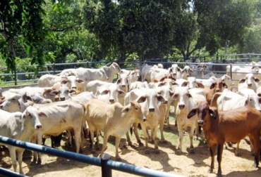 Productores en Norte de Santander tienen sus ganados represados porque no pueden comercializar. Foto: Contraluz Cúcuta Ganadería Norte de Santander 2018, zona protección norte de Santander, norte de santander, Ganaderos de Norte de Santander, ganadería norte de santander, envío de carne, precios ganado Norte de Santander enero 2018, precios ganado Norte de Santander, Coganor, comité de ganaderos de norte santander, ministro de Agricultura Zuluaga, Zuluaga Agricultura, CONtexto ganadero, ganadería colombia, noticias ganaderas colombia