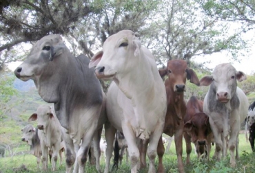El proyecto pretende ayudar a los pequeños ganaderos en temas como BPG y certificación de predios. Foto: eluniversal.com.co Proyecto ganaderos Urabá Antioquia Córdoba 2018, exportación de carne bovina, capacitación pequeños ganaderos, ganaderos Alianza El Agro Exportas, Alianza el Agro Exporta, Fedegán, Fondo Nacional del Ganado, Carne bovina, exportaciones de carne bovina a Estados Unidos, Riofrio, plantas de sacrificio, FrigoSinú, Red Cárnica, CONtexto ganadero, ganadería Colombia, Noticias ganaderas Colombia