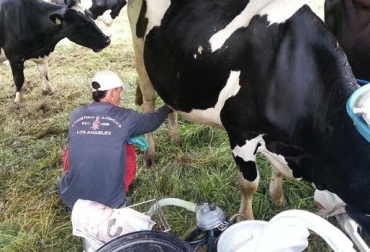 “Mientras la inflación y el precio de los insumos ganaderos se incrementan continuamente, los de la leche siguen igual”, Andrés Jaramillo. Foto: ica.gov.co. Derogar Resolución 083 por se aprovechará de los pequeños y medianos ganaderos, precios de la leche deprimidos, precios de la leche estables, inflación y precios de insumos, Comité Departamental de Ganaderos de Risaralda, CONtexto Ganadero, noticias de ganadería colombiana.