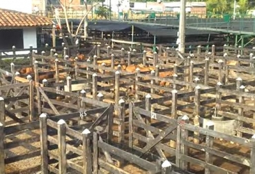 La subasta de Caucasia comercializó en la jornada del sábado pasado, menos de la mitad del promedio que usualmente negocia. Foto: Subasta Caucasia - Youtube A subasta de Caucasia no llegaron mil bovinos, paro armado del ELN, transportadores se negaron a movilizar reses, camineros en caravana, CONtexto Ganadero, noticias de ganadería colombiana.