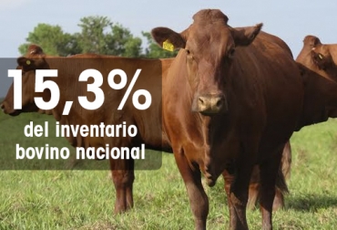 El 2017 tuvo el número más bajo de animales trazados en los últimos 5 años. Foto: CONtexto ganadero Cifras Identifica enero 2018, trazabilidad bovina Identifica enero 2018, avances trazabilidad bovina, anuncios del MinAgricultura trazabilidad, ICA no muestra avances, inconformismo con labor del ICA, pocos avances de trazabilidad, trazabilidad bovina colombia, trazabilidad bovina noticias, trazabilidad bovina ica colombia, trazabilidad bovina fedegán, trazabilidad bovina ica avances, CONtexto ganadero, ganaderos colombia
