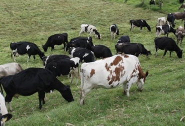 “La banda Los Pegaos tiene un señor alías ʿel Boyacoʾ, que salió de la cárcel hace seis meses donde estuvo por hurto de ganado”, dijo un ganadero de Cundinamarca. Foto: elcampesino.co Ganadero de Cundinamarca denunció que le han robado 24 reses en un año, abigeato y carneo, castigar delito de abigeato y carneo, justicia actúe, mencionó banda Los Pegaos, ladrones de fincas, CONtexto Ganadero, noticias de ganadería colombiana.