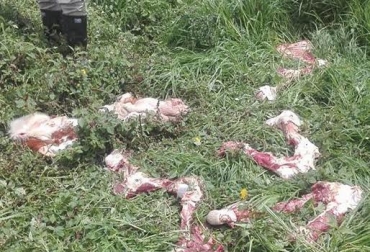 El delito sigue creciendo y siendo más frecuente en esa zona del país. Foto: Cortesía. Abigeato, abigeato Cundinamarca, robo de ganado en cundinamarca, robo de ganado en el valle de ubaté, Valle de Ubaté, ganadería colombia, CONtexto ganadero
