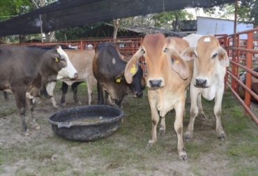 Los ganaderos están preocupados porque se frenará el comercio de sus animales con el nuevo caso de aftosa. Foto: cucutaonline.com Fiebre aftosa en Arauca abril 2018, fiebre aftosa Arauca Colombia 2018, fiebre aftosa en arauca, fiebre aftosa en Colombia, brote de aftosa en arauca, brote de aftosa en tame, tame arauca, tame colombia, ICA, ica colombia, medidas del ica ante foco de aftosa, suspensión de exportaciones por aftosa, José Felix Lafaurie, Ganadería, ganadería colombia, CONtexto ganadero, noticias ganaderas colombia