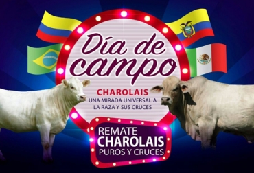 El día de campo se realizará en la hacienda San Agustín, en Maní (Casanare). Foto: Asocharolaise Colombia Día de campo Asocharolaise, Charbray, Charolaise, Asociación Colombiana de Criadores de Ganado Charolaise Charbray y sus cruces, día de campo Asocharolaise Colombia, Charolais Colombia, ventajas de la raza Charbray, características de la raza Charbray, raza Charbray en Colombia, raza Charolaise en Colombia, cruce F1 Charolais x Brahman, CONtexto ganadero, ganaderos colombia, noticias ganaderas colombia