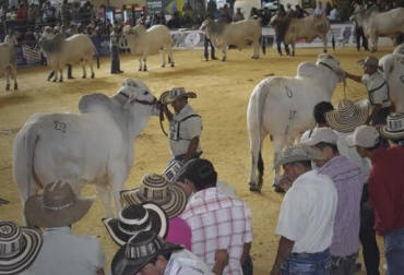 La feria espera la presencia de 250 bovinos de los cuales 125 serán para exposición y 125 para subasta. Foto: Fedegán Ariari, Colombia, Granada - Meta, Sexta feria del Ariari en Granada-Meta, bovinos y equinos en la feria de Ariari, CONtexto ganadero, noticias de ganadería colombiana