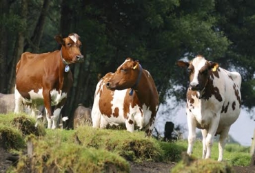 Día de campo Ayrshire, finca La Milagrosa, pura sangre, hato lechero, genética pura, genética de origen nórdico, AsoAyrshire, CONtexto Ganadero, noticias de ganadería colombiana.