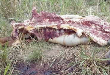 “Los delincuentes saben que por matar ganado y robarse la carne, nunca van a ir a la cárcel”, dijo Iván Darío Cruz. Foto: laprensaweb.co Provincia de Sumapaz, abigeato y carneo, actividades excarcelables, unirse al cuadrante, prevenir, alarmas, recurrente, CONtexto Ganadero, noticias de ganadería colombiana.