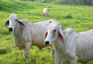 El proyecto le apuntará a trabajar con razas como Brahman. Foto: Gobernación del Huila. ganado, ganado huila, simmental, brahman, aguacate, aguacate hass, aguacate huila, ocad, ocad leticia, sistema general de regalías, regalías, ganadería colombia, noticias ganaderas colombia, contexto ganadero, gobernación del huila
