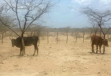 Desde hace varias semanas no caen lluvias en la parte alta y media de La Guajira. Foto: Javier Suárez y Sebastián Alcalá Ganaderos La Guajira abril 2018, ganaderos La Guajira verano abril 2018, falta de ayudas Gobierno Ganadería Guajira abril 2018, afectaciones verano ganadería Guajira 2018, suplementos bovinos ganadería Guajira, Proyectos ganaderos La Guajira, Asociación de Ganaderos de La Guajira, Asogagua, proyecto repoblamiento bovino La Guajira, CONtexto ganadero, ganaderos colombia, noticias ganaderas colombia