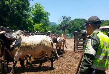 Contrabando de ganado. Foto: elheraldo.co Contrabando, Levantar zona de contención, Ganaderos de Arauca, no pueden comercializar, ganado represado, no tienen como mantenerlo, Desempleo, zona ganadera, Contrabando, CONtexto ganadero, noticias de ganadería colombiana