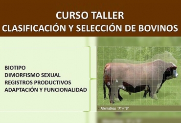 El curso estará centrado en evaluar los animales más adaptados para una mejor productividad. Foto: Asodoble Curso Taller Clasificación Selección Bovinos, elegir un bovino, Asociación Colombiana de Criadores de Ganado en Doble Propósito, Asodoble, curso taller Asodoble mayo 2018, Criterios de selección y clasificación de bovinos doble propósito, Ganancia de peso diaria, pigmento y pelaje, estructura, musculatura y aplomos, órganos reproductivos, condición corporal de los bovinos, CONtexto ganadero, ganaderos colombia, noticias ganaderas Colombia