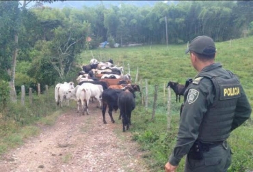 “Fincas que se ubican cerca de las vías municipales les han hurtado ganado varias veces”, dijo Luis Antonio Ardila. Foto: policia.gov.co Abigeato azota a ganaderos del Tolima, Municipios de Alvarado y Buenos Aires, municipio de Picaleña, robos de ganado, camiones llegan a fincas, banda de delincuentes en flagrancia, delincuentes liberados, CONtexto Ganadero, noticias de ganadería colombiana.