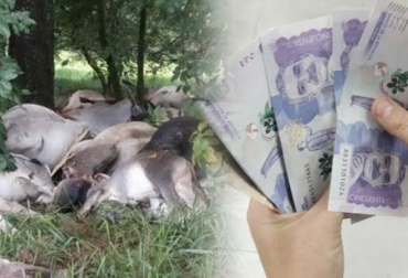 “La promesa de pagar los animales fusilados (fusil sanitario), tuvieran o no tuvieran el Registro Único de Vacunación - RUV, no la cumplió el Gobierno”, dijo un ganadero. Foto: Publimetro - elcolombiano.com Gobierno no cumplió, atención a Minerva, fusiló bovinos de Yacopí, no pago los animales fusilados, ganaderos reprochan al Gobierno, falta de preparación técnica, CONtexto Ganadero, noticias de ganadería colombiana.