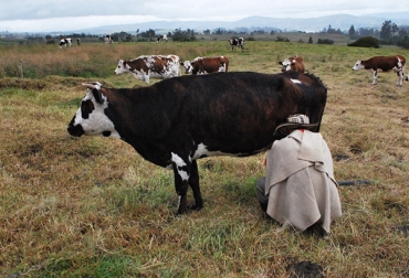 Los lecheros boyacenses buscan producir una materia prima de mejor calidad. Foto: Gobernación de Boyacá. leche, leche boyacá, lecheros boyacá, producción leche boyacá, Decreto 616 de 2006, secretaría de fomento agropecuario de boyacá, soracá, ganaderos de soracá, leche de calidad, calidad de la leche, calidad de la leche en boyacá, contexto ganadero, ganadería colombia, noticias ganaderas colombia, contexto ganadero