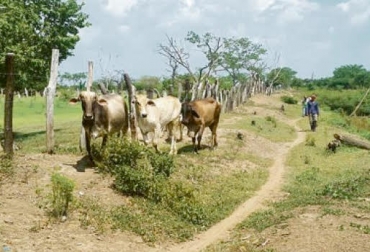El hurto de ganado sigue generando malestar entre los productores del país. Foto: elheraldo.co. Ganadería, ganadería colombia, noticias ganaderas, noticias ganaderas colombia, CONtexto ganadero, Robo de ganado, Abigeato, Abigeato en Cesar, Ganaderos del Cesar, Gobernación del Cesar, gobernador del Cesar, franco ovalle angarita, inseguridad, inseguridad rural