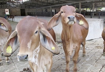 El proceso de identificación, que incluye la colocación de chapetas, es uno de los requisitos para exportar carne a mercados como Estados Unidos y la Unión Europea. Foto: ica.gov.co. Cifras Identifica mayo 2018, trazabilidad bovina Identifica mayo 2018, avances trazabilidad bovina, anuncios del MinAgricultura trazabilidad, ICA no muestra avances, inconformismo con labor del ICA, pocos avances de trazabilidad, trazabilidad bovina colombia, trazabilidad bovina noticias, trazabilidad bovina ica colombia, trazabilidad bovina fedegán, trazabilidad bovina ica avances, CONtexto ganadero, ganaderos colombia