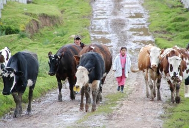 “En cifras mensuales la reducción de leche es de 127 mil 500 litros”, dijo Iván Darío Cruz. Foto: Pulzo.com Reducción de producción de leche en Sumapaz, zona de 10 municipios, partes altas las más afectadas, vacas afectadas, vacas estresadas, animales no duermen, bovinos desbalanceados, invierno impacta más que el verano, zonas bajas hay sobreproducción, reducción de precios, CONtexto Ganadero, noticias de ganadería colombiana.