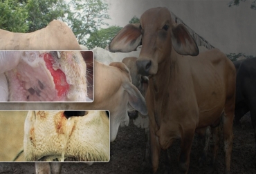 Se cumplió el primer año del brote de aftosa en Colombia, del cual todavía no se ha recuperado por completo. Foto: agroneto.com - wa.wikipedia.org - agronegocios.uniandes.edu.co. 1 año de fiebre aftosa en Colombia, aniversario brote fiebre aftosa Colombia, zona de contención Colombia, ganaderos Colombia fiebre aftosa, Focos fiebre aftosa Colombia junio y julio 2017, fiebre aftosa en Colombia, brotes fiebre aftosa Colombia, CONtexto ganadero, ganadería colombia, noticias ganaderas colombia