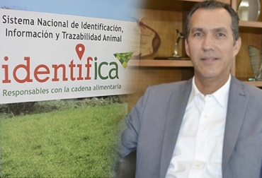 El gerente del ICA, Luis Humberto Martínez, resaltó el incremento de animales identificados, pero insistió en la tercerización del programa. Foto: ica.gov.co - El Heraldo. Tercerizar trazabilidad bovina Colombia, gerente ICA trazabilidad bovina, gerente ICA tercerizar trazabilidad bovina, trazabilidad bovina Identifica mayo 2018, avances trazabilidad bovina, trazabilidad ICA no muestra avances, pocos avances de trazabilidad, trazabilidad bovina colombia, trazabilidad bovina noticias, trazabilidad bovina ica colombia, trazabilidad bovina fedegán, trazabilidad bovina ica avances, CONtexto ganadero, ganaderos colombia