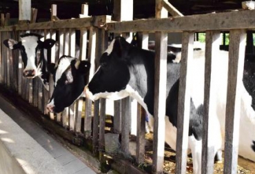 $16 mil millones se invertirán en la segunda etapa del proyecto. Foto: Gobernación del Cauca. fortalecimiento de la cadena láctea, Cadena Láctea, cadena láctea cauca, asamblea del cauca, secretaría de agricultura y desarrollo rural del cauca, proyectos productivos del cauca, CONtexto ganadero, Ganadería, ganadería colombia