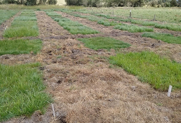 Las pruebas se adelantaron en 4 municipios de Nariño, dando una alta producción por hectárea. Foto: Maryory Cadena - Agencia de Noticias UN. Ganadería, ganadería colombia, noticias ganaderas, noticias ganaderas colombia, CONtexto ganadero, pastos, raygrás, raygrás nariño, maryory cadena, universidad nacional, ganaderos nariño, lechería nariño, pastos trópico alto,