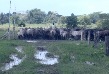 Los potreros de Casanare y Meta están encharcados por las lluvias y los desbordamientos de los ríos, afectando el crecimiento del forraje. Foto: ceg internacional. Invierno Meta junio 2018, invierno meta, ganaderos Meta invierno, ganaderos Meta 2018, Negocio leche ganaderos Meta, invierno ganadería leche Meta 2018, productores leche Meta 2017, Cadena Láctea del Meta, leche, lechería, lechería tropical, lechería meta, comercio ganado Meta, vías Meta, CONtexto ganadero, ganadería colombia, noticias ganaderas colombia