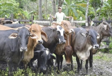 “Entre Sincé y Galeras, las fincas del lado y lado de la carretera, casi a todas les han hurtado ganado”, dijo Jaime Benítez Benítez. Foto: El Meridiano. Abigeato, no objetar el proyecto de Ley, retomar proyecto que castiga abigeato, hurto de ganado en Sucre, castigar a cuatreros, CONtexto Ganadero, noticias de ganadería colombiana.