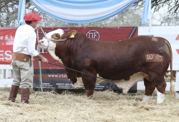 Los ejemplares elegidos son Braford definitivos, con 5 generaciones y cero consanguinidad. Foto: Agroverdad.com.ar Importación animales Braford Argentina Colombia 2018, ejemplares Braford Argentina 2018, criadero Don Eusebio, cría de Braford en Colombia, Braford Colombia, Asociación Colombiana Hereford y Braford, Asociación Colombiana Hereford y Braford Fedegán, CONtexto ganadero, ganaderos colombia, noticias ganaderas Colombia