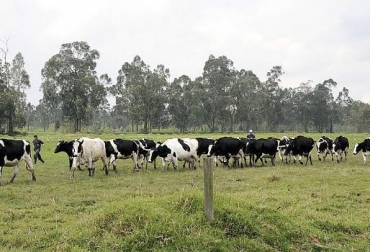 “Las reses hurtadas no tenían registro pero eran de gran producción. Cada una tiene un valor estimado de $5 millones”, dijo el ganadero, quien pidió reserva de su nombre. Foto: Perulactea Hurto de ganado, Sabana de Bogotá, abigeato recurrente, lechería especializada, investigación de las autoridades, CONtexto Ganadero, noticias de ganadería colombiana.