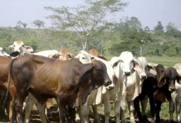 “El procedimiento de disposición final se culmina en las Plantas de Beneficio Animal”, dijo la DIAN. Foto: ciandinor.com Aprehensiones de ganado en pie, Arauca, Policía Captura, participa ICA e Invima y frigorífico, reses de contrabando, disposición final, CONtexto Ganadero, noticias de ganadería colombiana.
