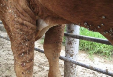 “Ganadero puede cambiar los animales de origen europeo o alemán por uno americano o que tenga pelaje corto”, dijo Filippo Rapaioli. Foto: AgroNeto Ganado de razas europeas mueren por ataque de garrapatas, animales de pelaje largo, aspiradores de garrapatas, productor no los ve, cambiar a bovinos con pelaje corto, control de garrapatas, CONtexto Ganadero, noticias de ganadería colombiana.