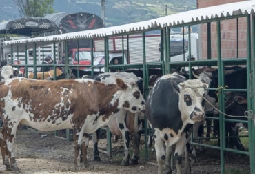 “De manera informal se negocian hasta 100 bovinos animales en cada jornada”, dijo Jaime Hernández. Foto: facebook.com Guaduas, recinto sin uso, línea de contención dividió en dos el recinto, comercialización informal, dos jornadas como en plaza, derechos de peticipón, CONtexto Ganadero, noticias de ganadería colombiana.