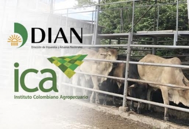“Procesos que definen sacrificio de ganado de contrabando por parte del ICA y de la Dian, se corren con eficiencia”, dijo Olga Lucía Díaz Martínez. Foto: ica.gov.co - facebook.com - noticiados.net Ganado de contrabando, ICA y Dian, responsabilidades, demoras, sacrificio, incineración, eficiencia administrativa, diseminar riesgo de virus, CONtexto Ganadero, noticias de ganadería colombiana.