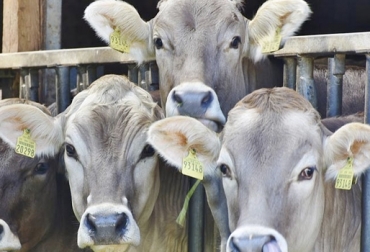 El ICA viene dirigiendo el programa IdentifICA desde finales de 2012. Foto: Diario la Economía Cifras Identifica agosto 2018, trazabilidad bovina Identifica agosto 2018, avances trazabilidad bovina, anuncios del MinAgricultura trazabilidad, avances de trazabilidad, trazabilidad bovina colombia, trazabilidad bovina noticias, trazabilidad bovina ica colombia, trazabilidad bovina fedegán, trazabilidad bovina ica avances, CONtexto ganadero, ganaderos colombia, noticias ganaderas colombia