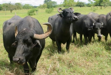 “La gran mayoría del hato de búfalos se especializa en la ceba”, dijo Jorge Humberto Herrera. Foto: Fedegán Búfalos en Cienaga y Ayapel, alta demanda del macho de levante, planta de procesamiento de leche, leche de alta nutrición, se desarrolla en el agua, hembras es difícil negociarlas, CONtexto Ganadero, noticias de ganadería colombiana.