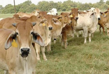 Colombia se encuentra entre los 8 países del mundo que lucha por mantener el sistema de doble propósito en la ganadería. Foto: unag.org.ni Doble propósito, impactar pobreza, separar doble propósito, ganadería de carne, ganadería de leche, especializarse, pequeños ganaderos, rebobinar doble propósito, CONtexto ganadero, noticias de ganadería colombiana